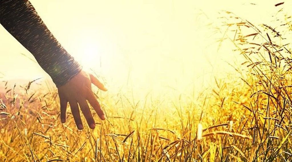 Hand running through golden field